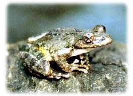 カジカガエル